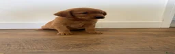 Goldador dogs for sale: Fantastic red goldador puppies  - Advert 16