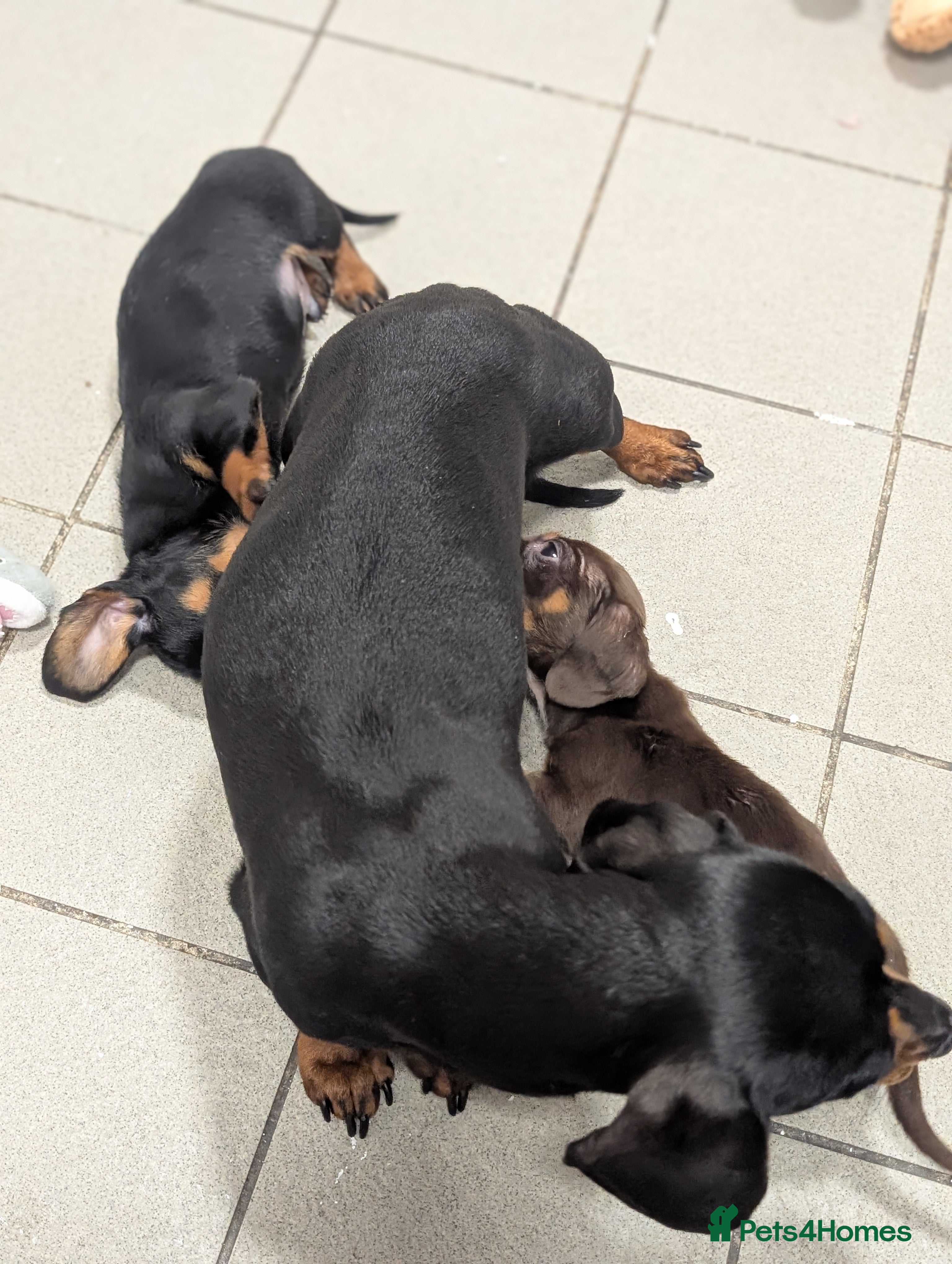 Miniature Dachshund dogs Tiny Miniature Dachshunds!! DNA CLEAR - Advert 2