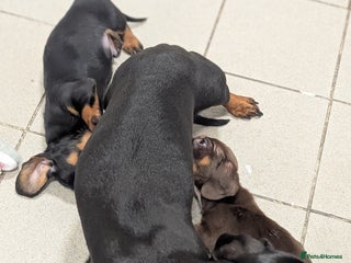 Miniature Dachshund dogs Tiny Miniature Dachshunds!! DNA CLEAR - Advert 4