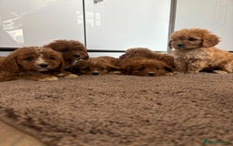 Cavapoo dogs for sale: Gorgeous cavapoos  - Image 10