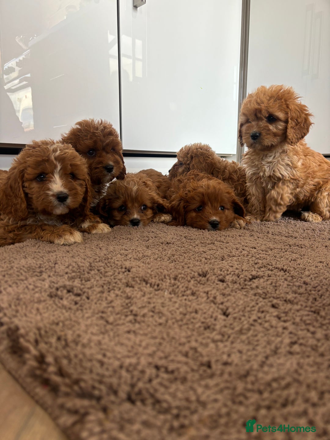 Cavapoo dogs for sale: Gorgeous cavapoos  - Image 10