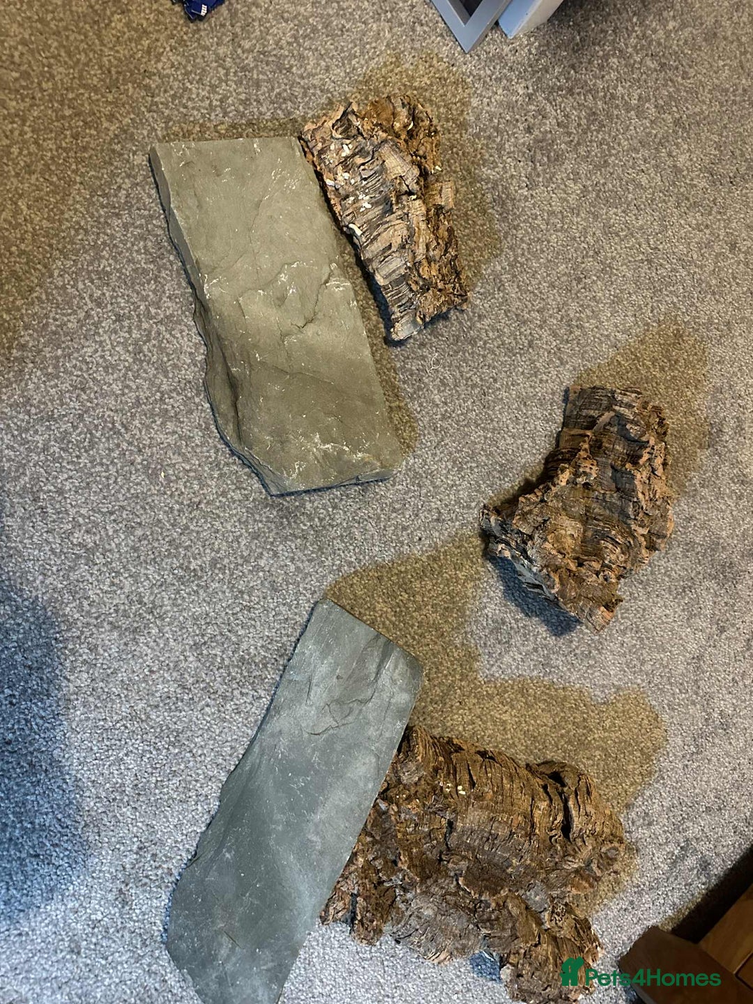 Gecko reptiles for sale: 3 year old leopard gecko  - Advert 8