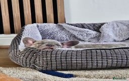 French Bulldog dogs for sale: Ralphie 12 week old French Bulldog - Image 13