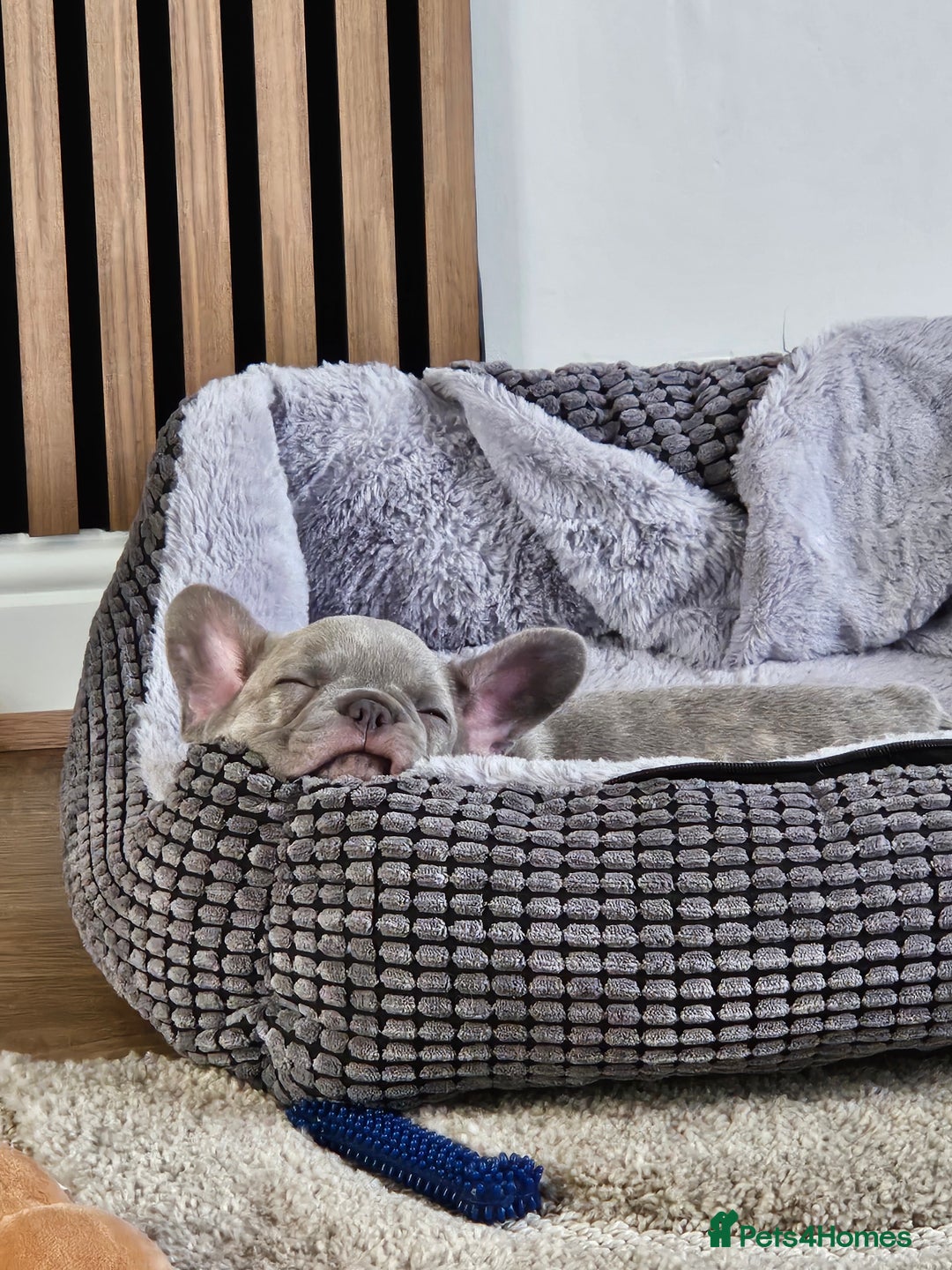 French Bulldog dogs for sale: Ralphie 12 week old French Bulldog - Image 13