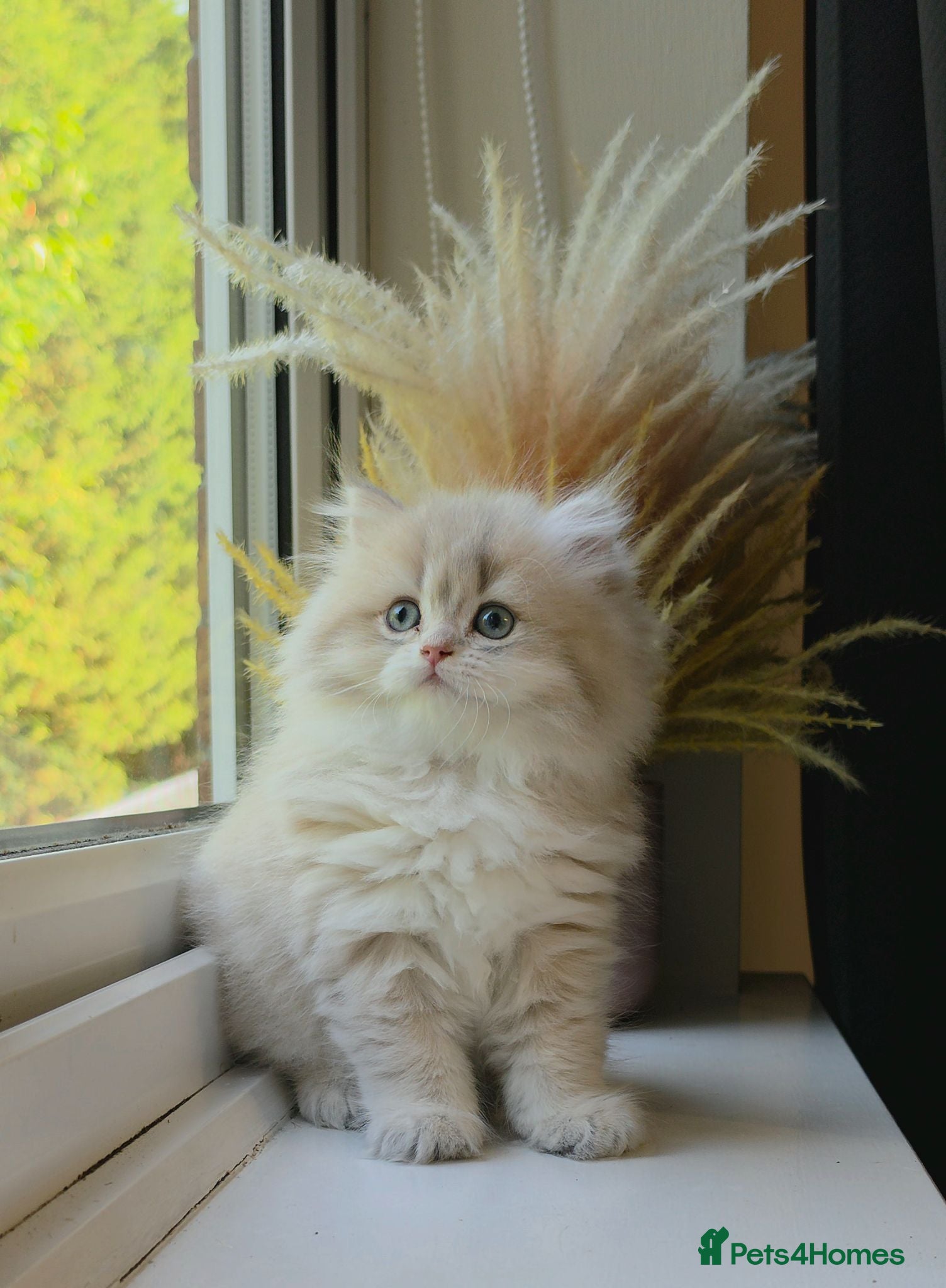 British Longhair cats Rare Blue Golden British Longhair Girl | GCCF - Advert 13
