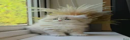 British Longhair cats for sale: Rare Blue Golden British Longhair Girl | GCCF - Advert 1