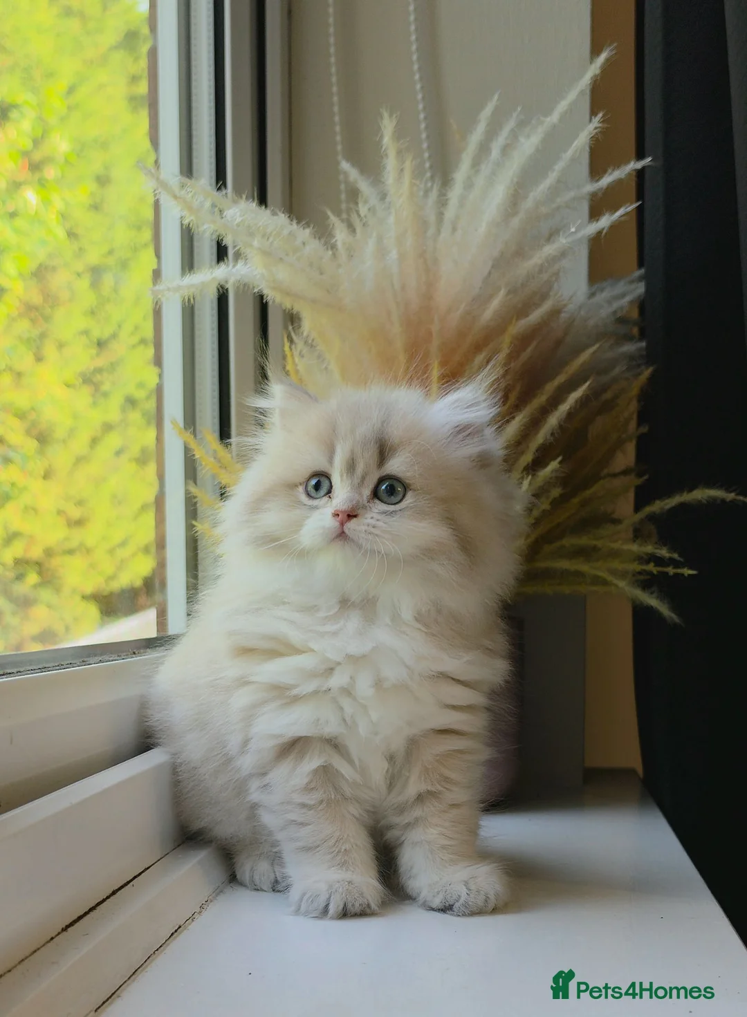 British Longhair cats for sale: Rare Blue Golden British Longhair Girl | GCCF - Advert 1