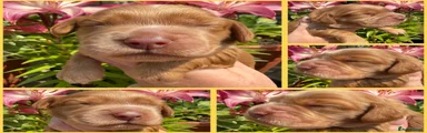 Cocker Spaniel 3
