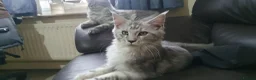 Maine Coon cats for sale: 2 boys 1 girl. MAINE COON KITTENS 3LEFT🐾 ACTIVE. - Advert 5