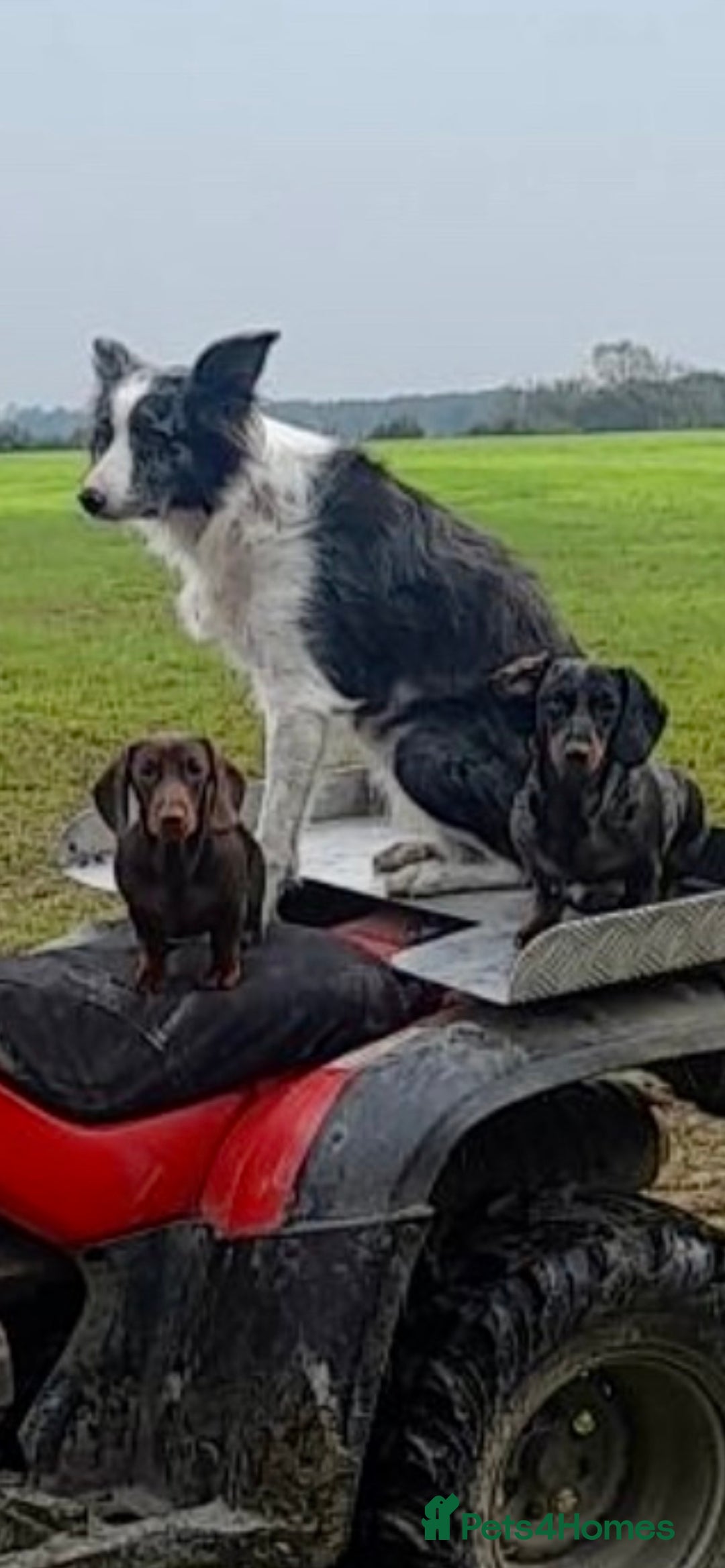Miniature Dachshund dogs for stud: Stud Available  - Image 7