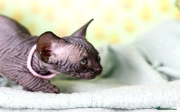 Sphynx cats for sale: Bloodline Sphynx Kittens  - Image 13
