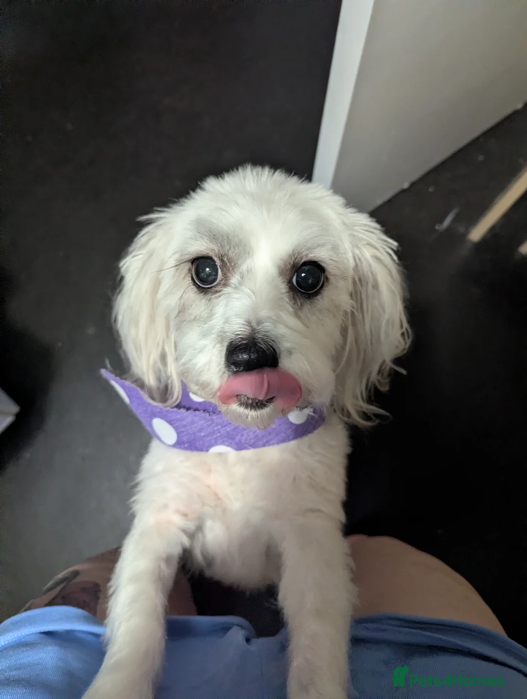 Zuchon dogs for sale: Shechon/zechon/ teddy bear female dog 4yrs old in Hengoed - Advert 2