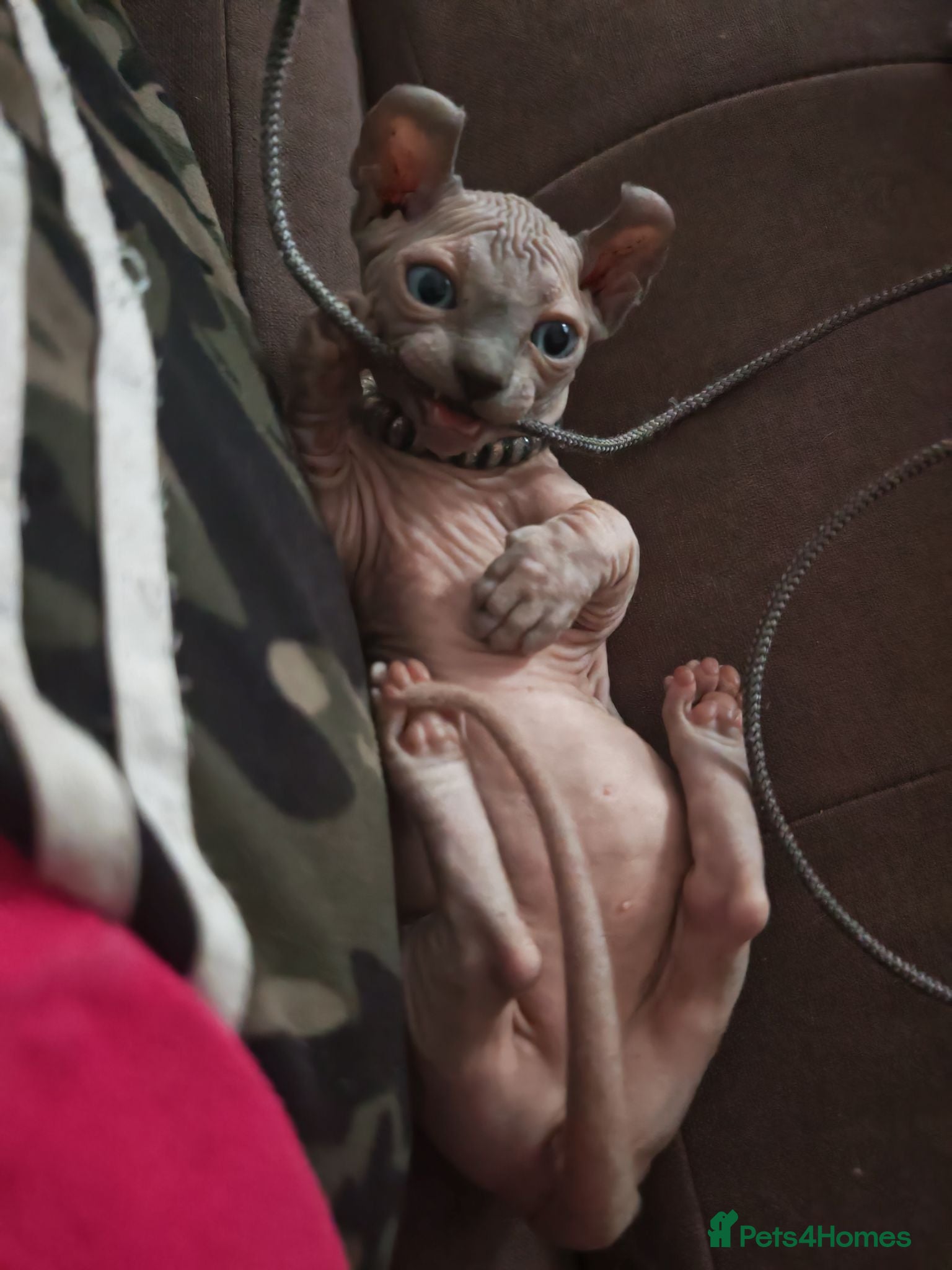 Sphynx cats Dwelf and Elf kittens for the best homes.  - Advert 2