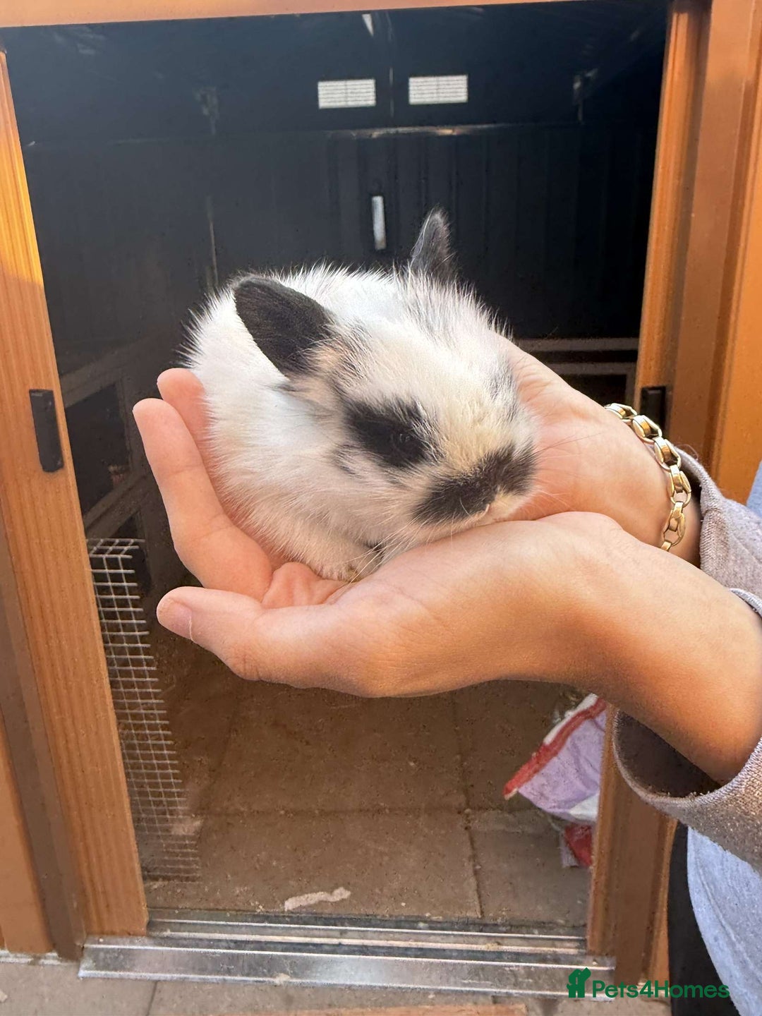 Mini Lion Lop rabbits for sale: Baby lion lops for sale  - Image 12