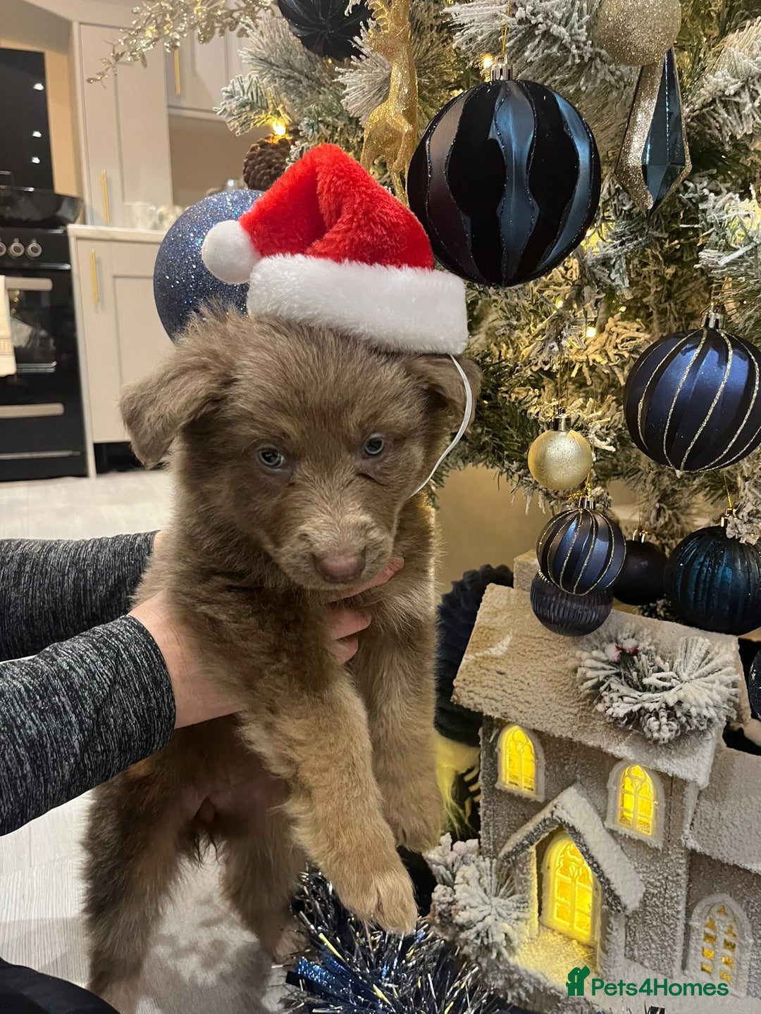 German Shepherd dogs for sale: Working KC GSD German shepherd puppies  - Advert 30