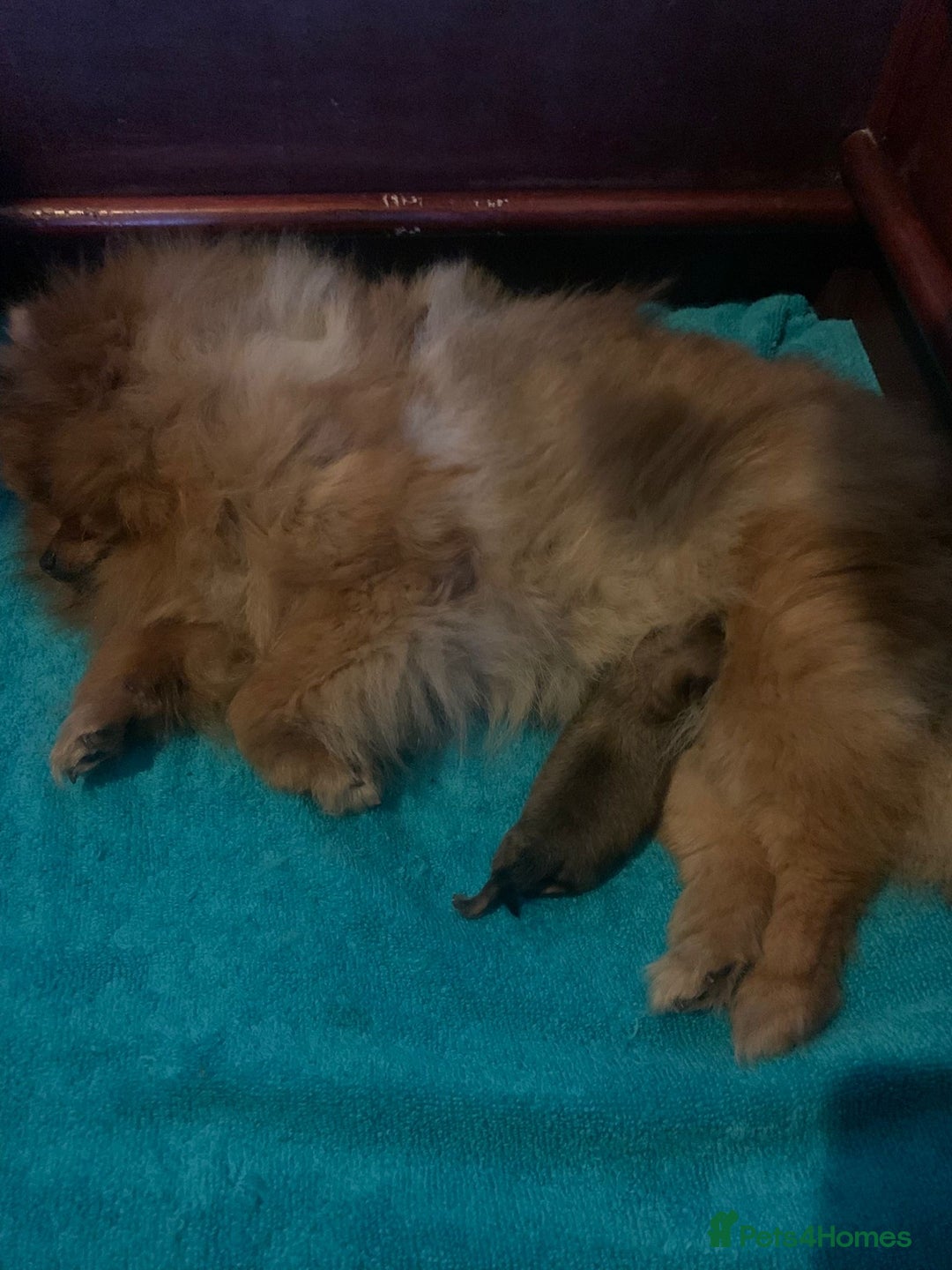 Pomeranian dogs for sale: Pomeranian show quality boy - Image 16