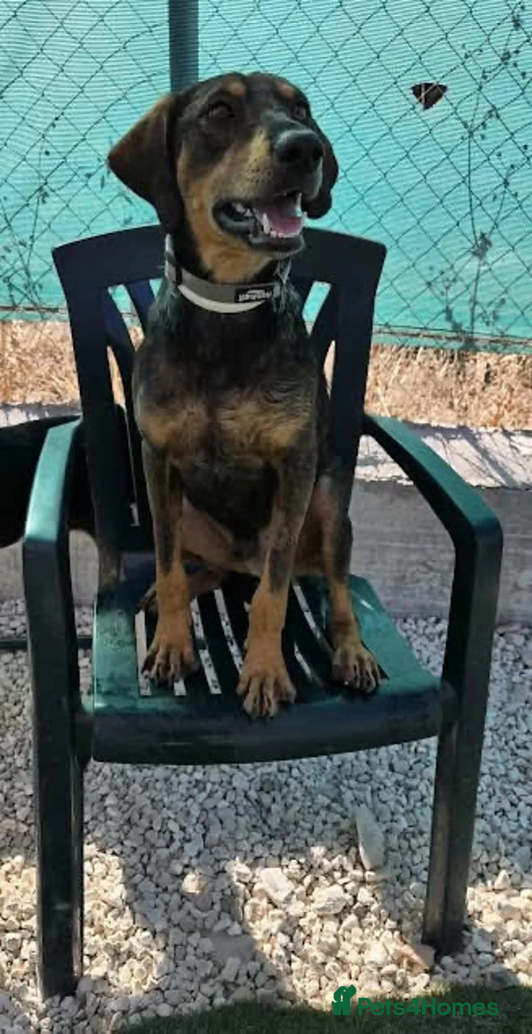 Mixed Breed dogs for adoption: Argos the true gent  - Advert 11