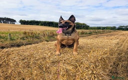 Belgian Shepherd Dog dogs for sale: Belgian Malinois For Sale - Image 15
