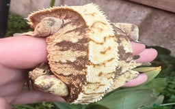 Gecko reptiles for sale: 2 quality crested gecko males  - Image 5