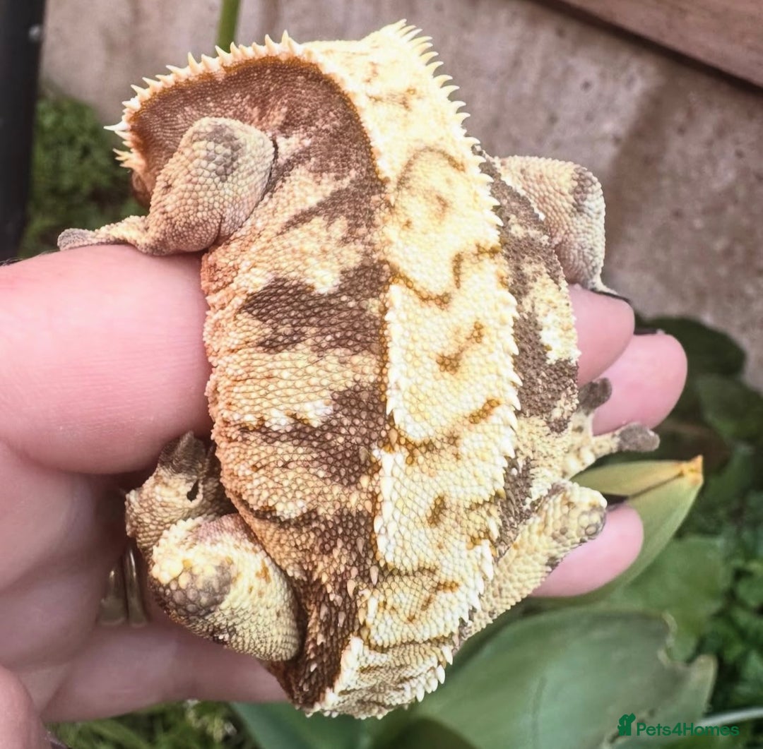 Gecko reptiles for sale: 2 quality crested gecko males  - Image 5