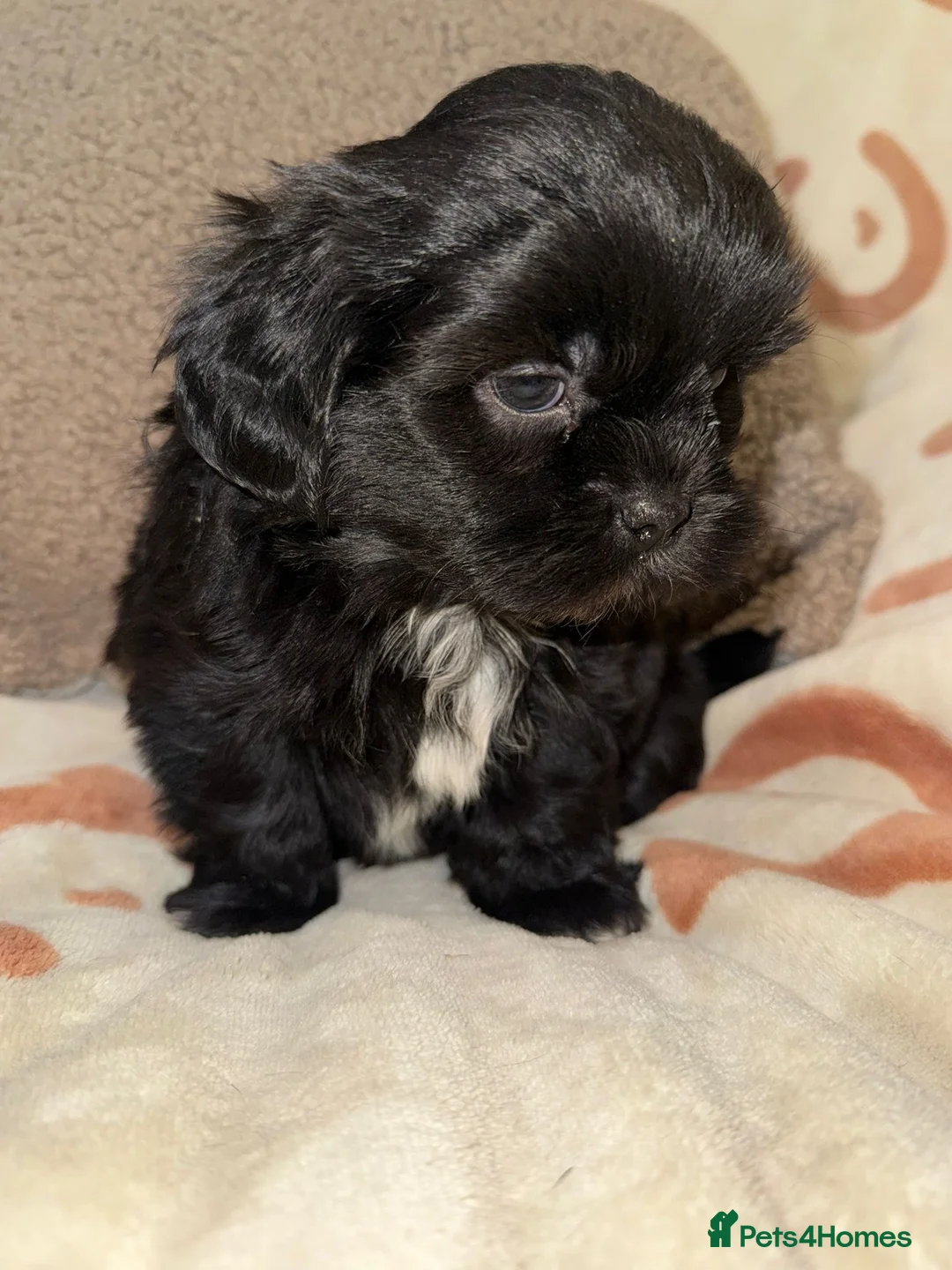 Shih Tzu dogs for sale: Stunning Black Shih Tzu Puppies - Advert 26