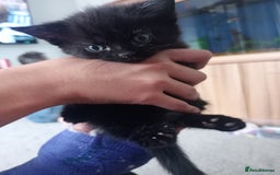 British Shorthair cats for sale: Beautiful little girl - Image 3