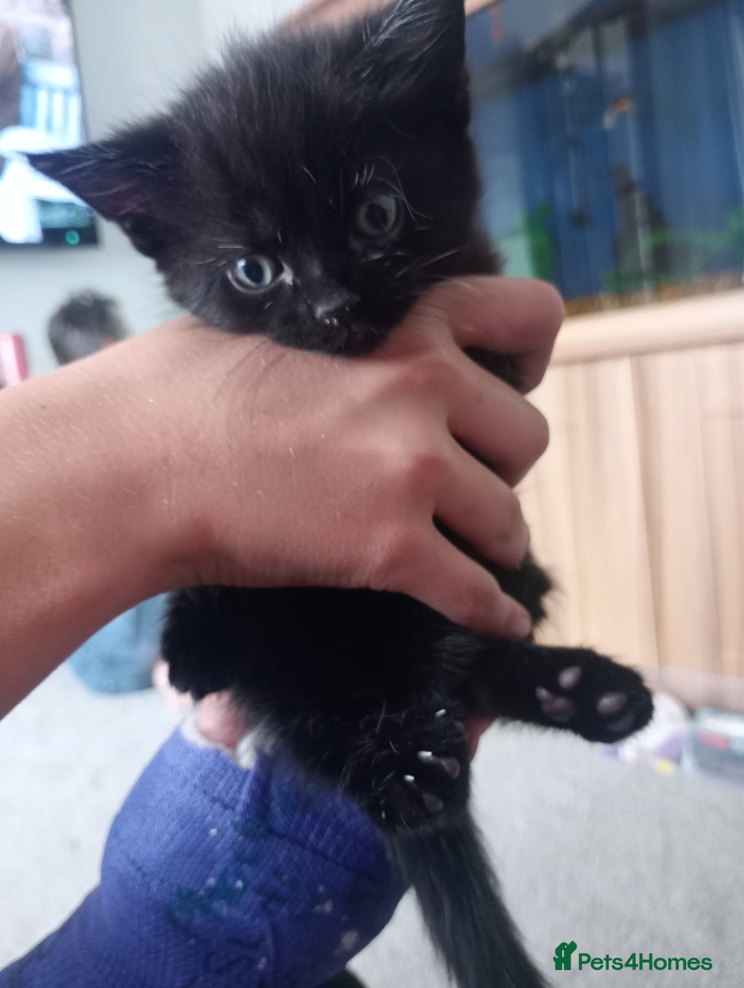 British Shorthair cats for sale: Beautiful little girl - Image 3