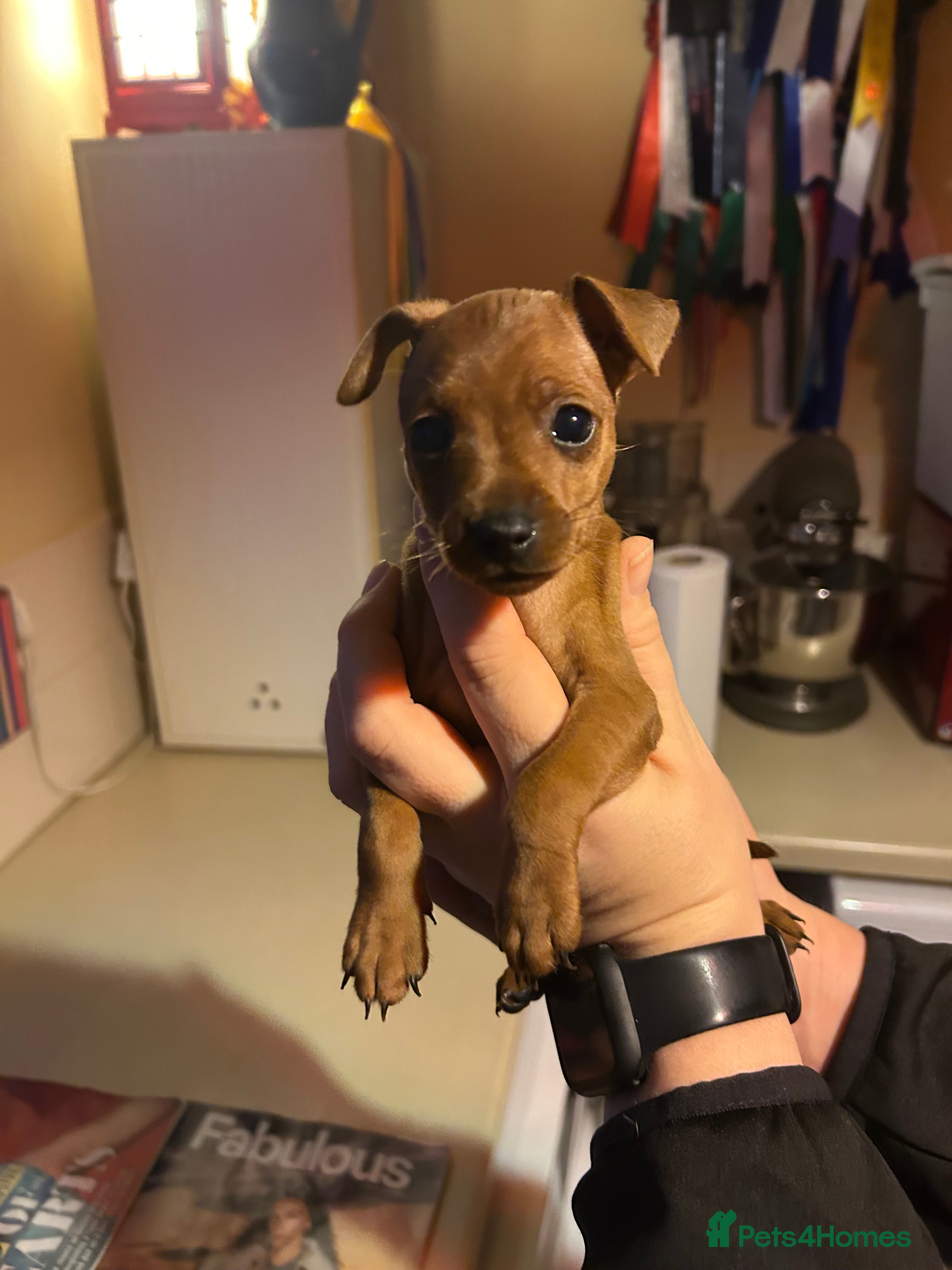 Miniature Pinscher dogs Stunning KC Miniature Pinscher puppies - Advert 1