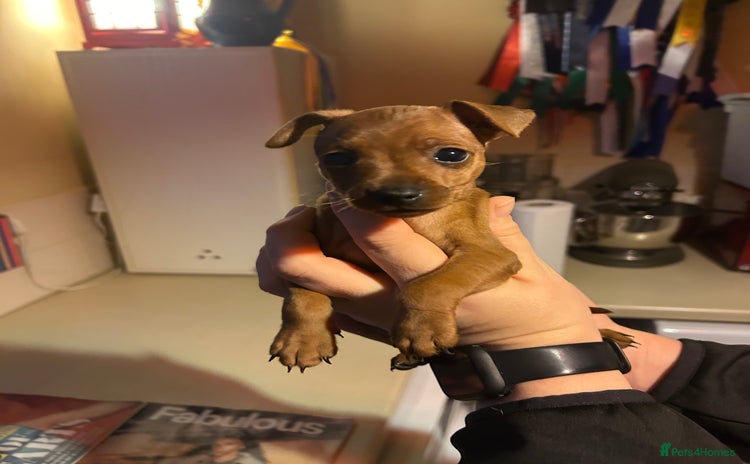 Miniature Pinscher dogs Stunning KC Miniature Pinscher puppies - Advert 1