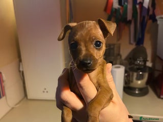 Miniature Pinscher dogs Stunning KC Miniature Pinscher puppies - Advert 12