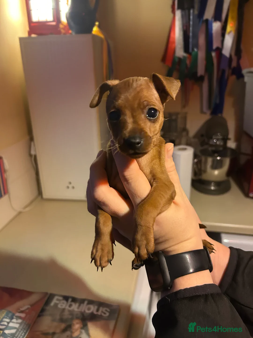 Miniature Pinscher dogs for sale: Stunning KC Miniature Pinscher puppies - Advert 20