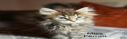 Maine Coon cats for sale: 💕XL Pure Maine Coon Kittens💕 - Advert 2