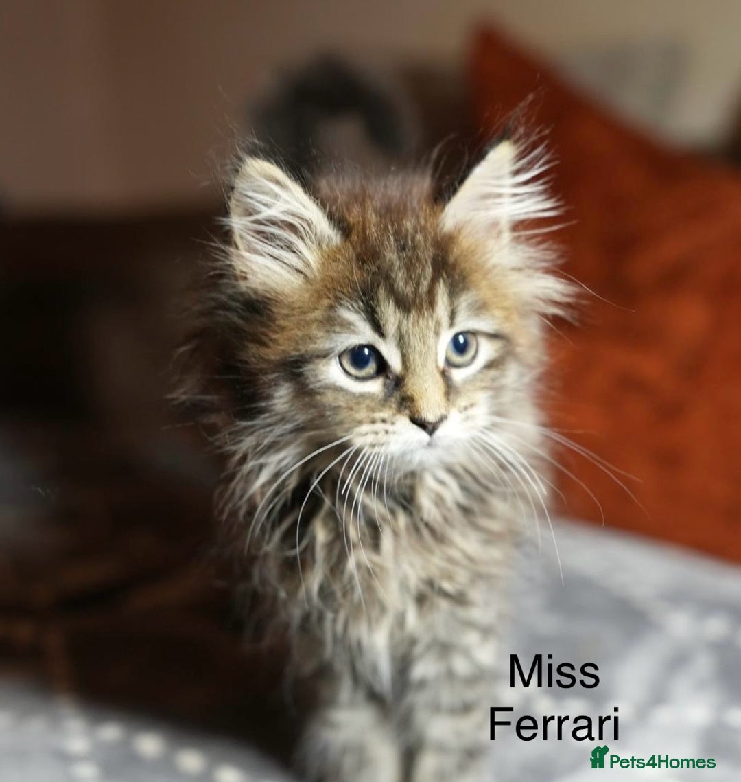 Maine Coon cats for sale: 💕XL Pure Maine Coon Kittens💕 - Advert 2