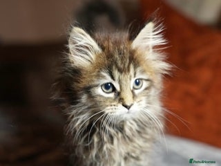 Maine Coon cats 💕XL Pure Maine Coon Kittens💕 - Advert 6