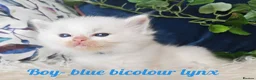 Ragdoll cats for sale: GCCF REGISTERED BEAUTIFUL RAGDOLLS KITTENS  - Advert 36