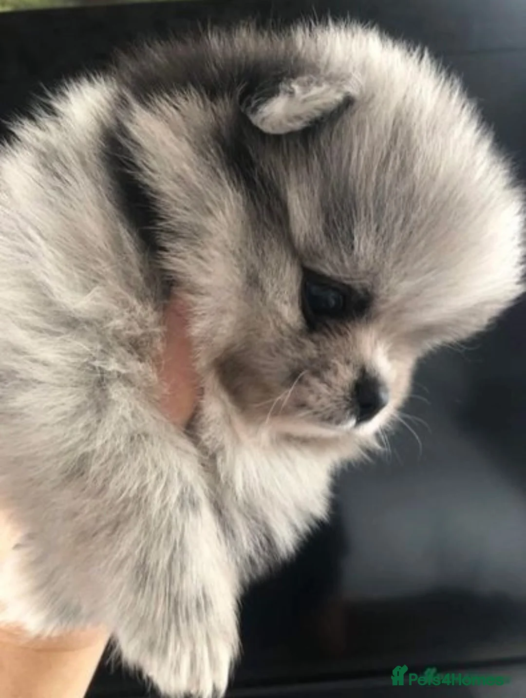 Pomeranian dogs for stud: 💚 RUSSIAN CHOC MERLE 🧸BEAR POM CARRY LILAC/TAN💚 in Romford - Advert 11