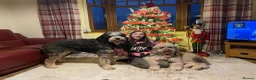 Bernedoodle dogs for sale: Large Standard Bernedoodles  - Advert 5