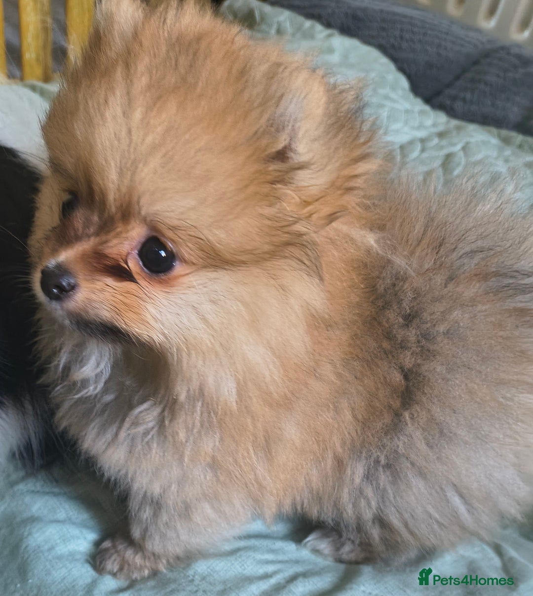 Pomeranian dogs for sale: My name is Bajzel - Advert 2
