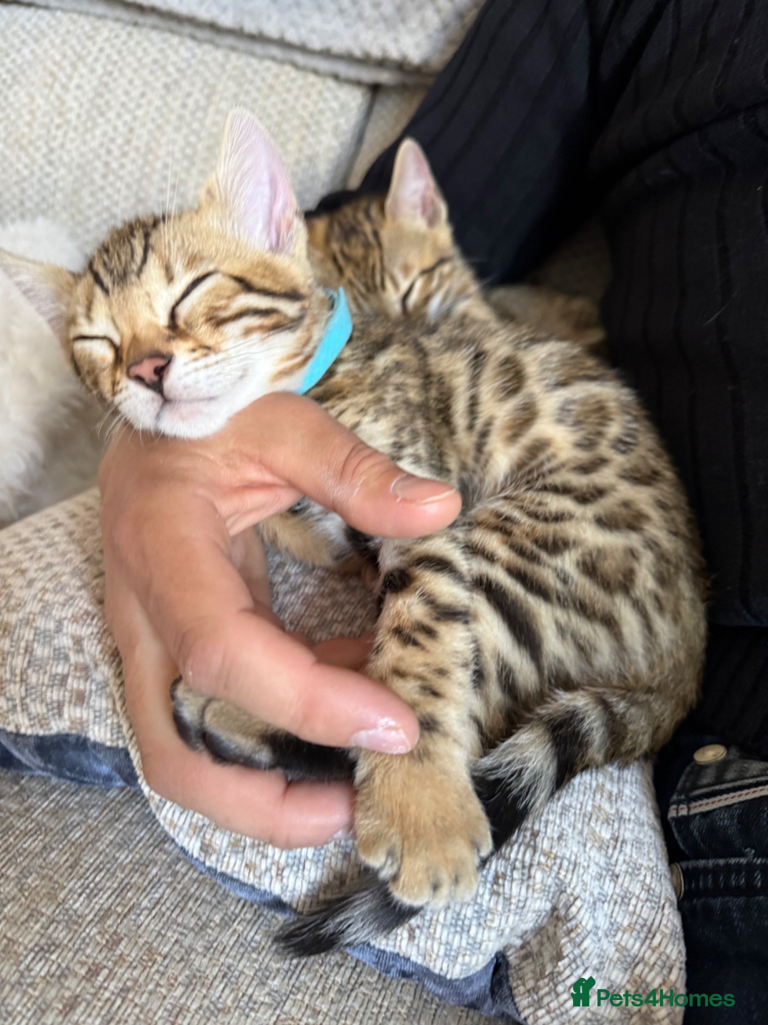 Bengal cats Pure Bengal kittens,  only left One boy ,one girl  - Advert 8