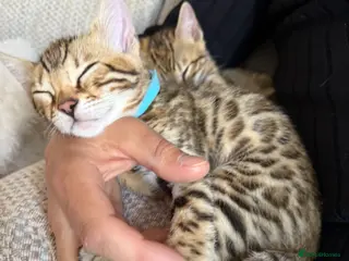 Bengal cats Pure Bengal kittens, only left One boy ,one girl - Advert 4