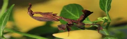 Praying Mantis invertebrates for sale: Ghost Mantis Ootheca - Phyllocrania paradoxa - Advert 3