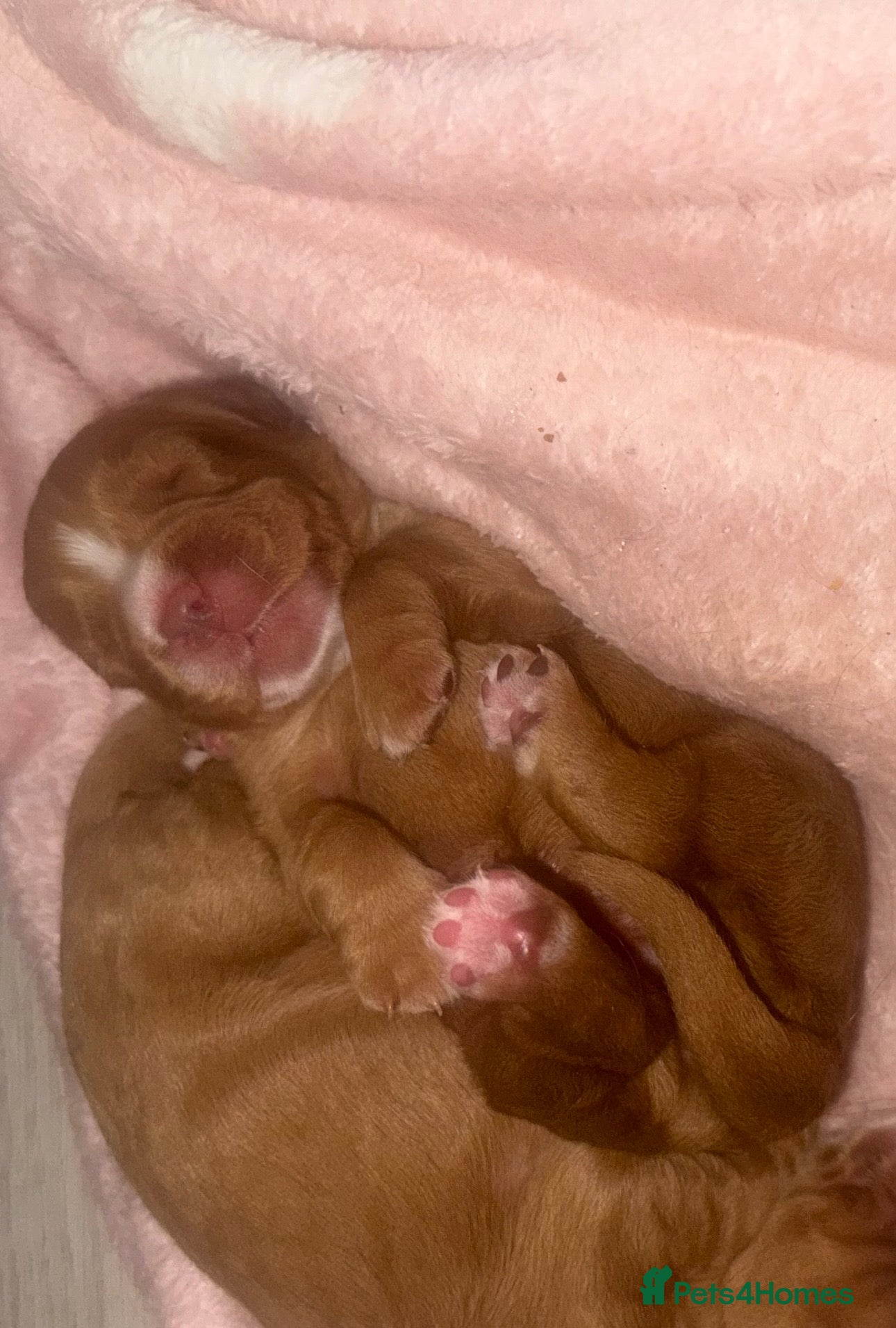 Cocker Spaniel dogs KC COCKER SPANIELS  - Advert 2