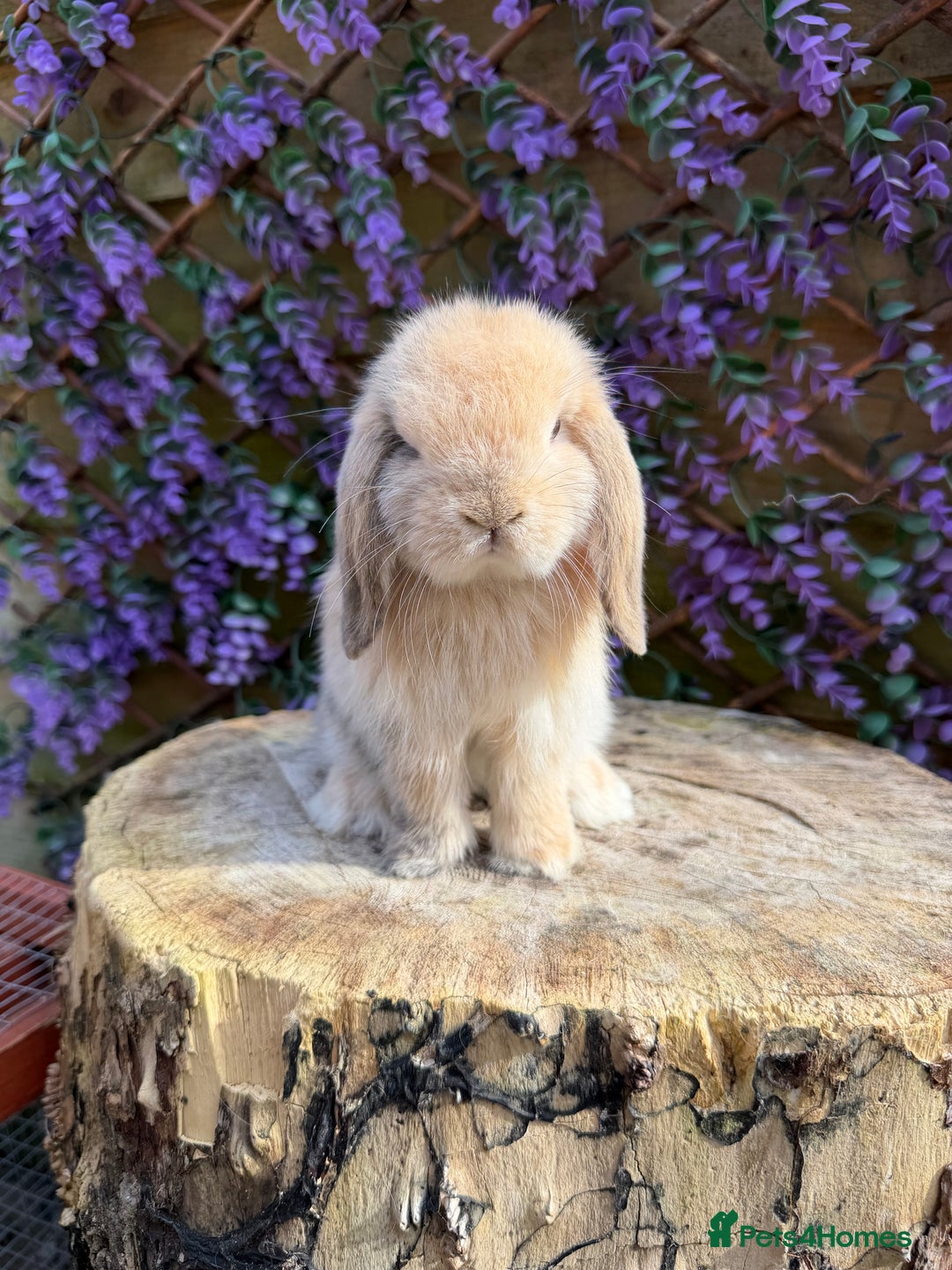 Mini Lop rabbits for sale: Harlequin Mini Lop Buck - Image 2