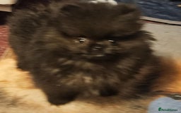 Pomeranian dogs for sale: TINY miracle KC Pomeranian 907grams at 16 weeks - Image 7