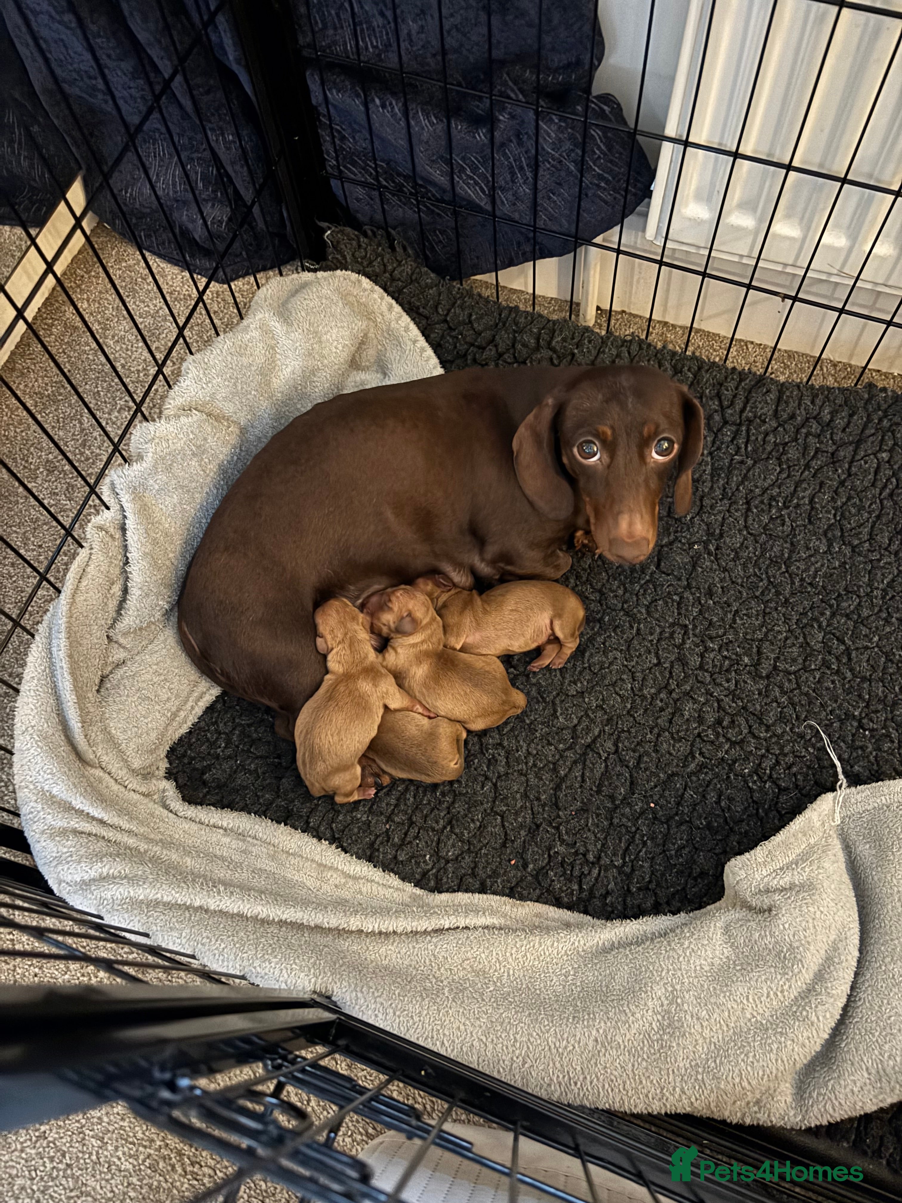 Miniature Dachshund dogs KC PRA clear miniature Dachshunds - Advert 14