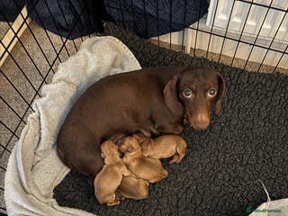 Miniature Dachshund dogs KC PRA clear miniature Dachshunds - Advert 5