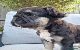 French Bulldog dogs for sale: Reduced! KC Fluffy  French Bulldog READY TO GO! - Image 3
