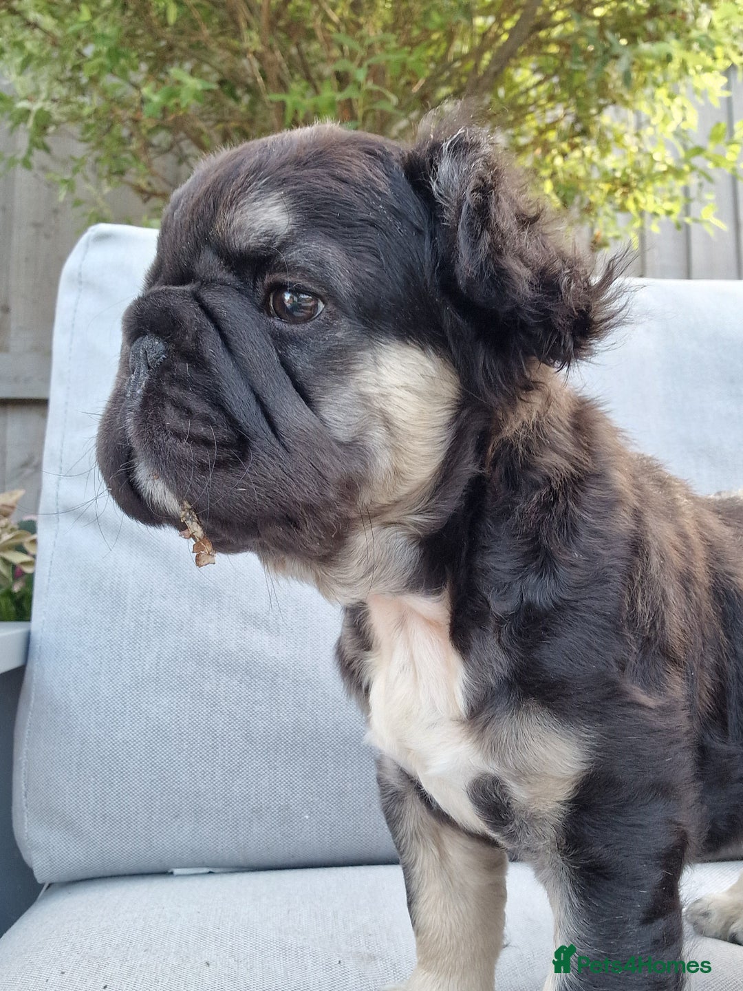 French Bulldog dogs for sale: Reduced! KC Fluffy  French Bulldog READY TO GO! - Image 3