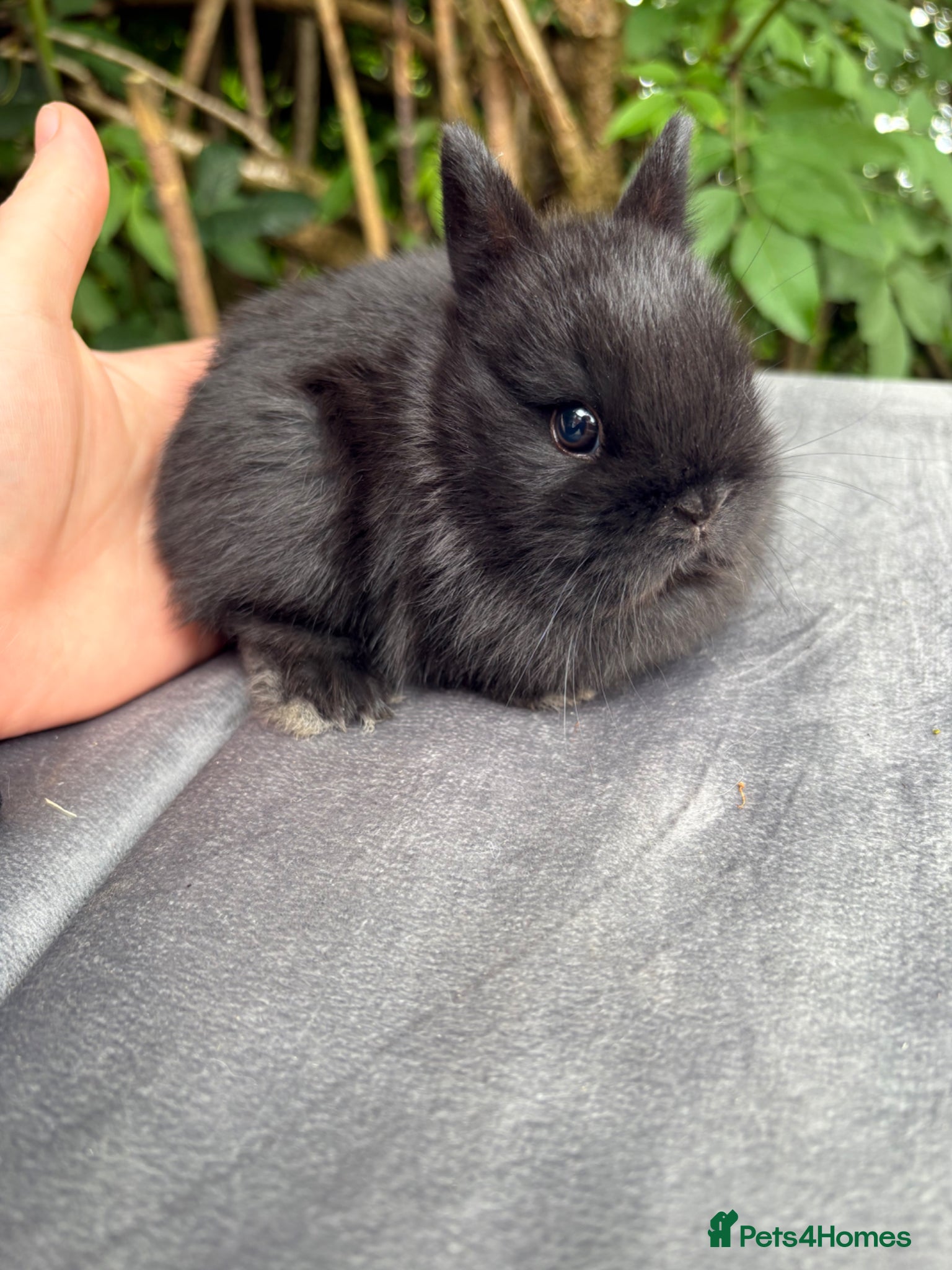Netherland Dwarf rabbits Netherland dwarf babies and mini lop buck  - Advert 14