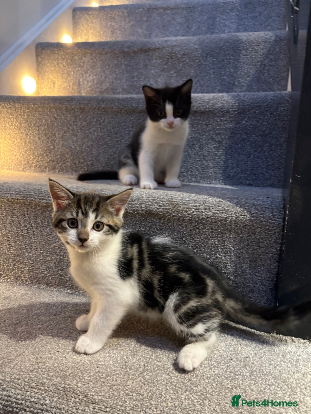 Mixed Breed cats for sale: 2 beautiful Kittens, 1 boy  1 girl - Advert 18